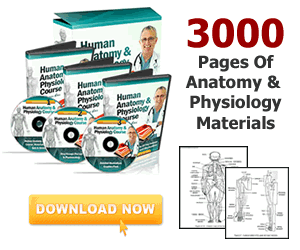 Human Anatomy Course Review